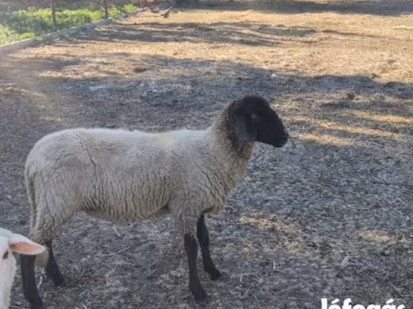 ცხვარი, Tsigai sheep