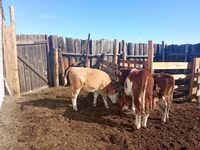 Toro, Simmental cattle — foto 2