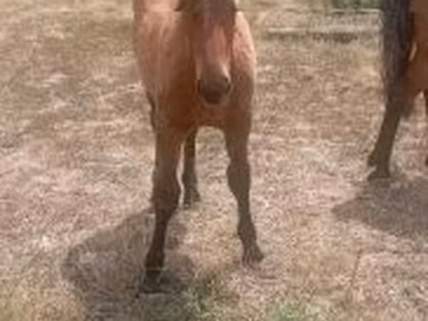 Horse (M), Horses — Hungary
