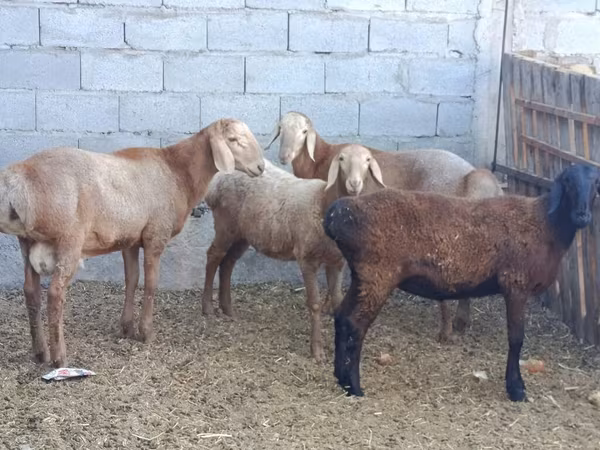 میش, Rhon sheep