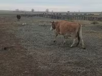 گاو ماده, Simmental cattle — عکس 5