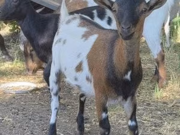 母山羊, Goats