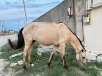 مادیان, Azerbaijan horse — عکس 6