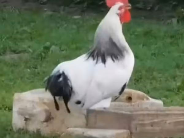 Chickens