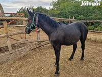 Hengst, Paarden — foto 6