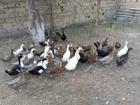 Německý pekin — foto 3