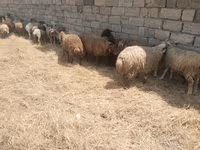 Biri-biri (lot, jantina tidak dinyatakan), Sheep — foto 1