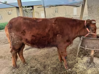Bovini (lotto, sesso non specificato), Bovini — foto 1