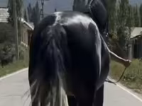 Koń, Friesian sport horse — zdjęcie 4