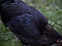 Australorp — 6. fotó