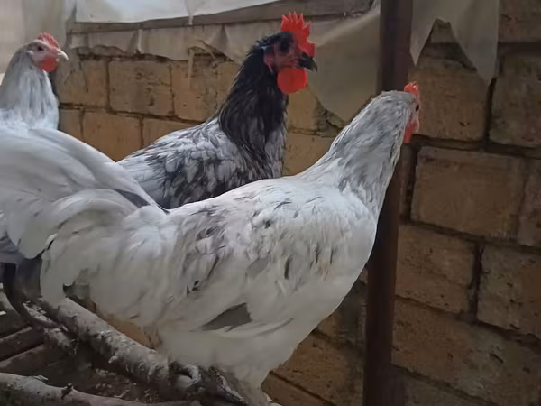 Australorp