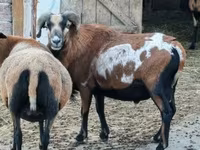 قوچ, Cameroon sheep — عکس 7