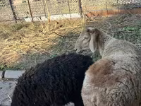 Beran, Hissar sheep — foto 1