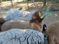 Ram, Sheep — photo 4
