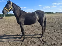 Kůň, Nonius horse — foto 3