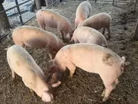 Vier, Porci — foto 3