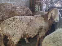 میش, گوسفند — عکس 3