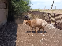 Baran, Owce — zdjęcie 1