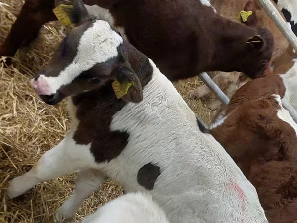 گاو نر, Simmental cattle