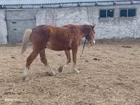 Kůň, Koně — foto 3