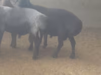 Kambing jantan, Sheep — foto 2