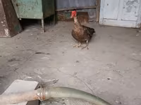 Hausente — Foto 7