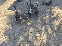 Ducks — foto 1