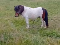 Hingst, Heste — foto 1