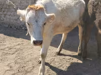 Býk, Swiss cattle — foto 5