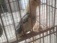 Məhsul: Nimfa (Cockatiel) cütü və qəfəs dəsti Təsvir: - Şəkillərdə — عکس 4