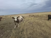 Cow, Cattle — photo 6