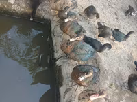 Ducks — عکس 2