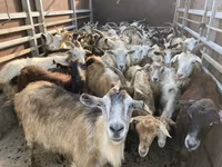 Sheep, Sheep — photo 3