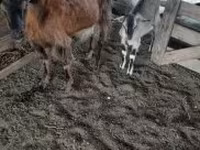 Kozel, Kozy — foto 2