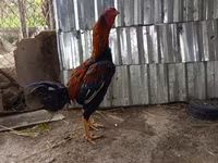 Chickens — 2 зураг