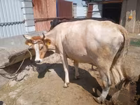 Lembu betina, Cattle — foto 2