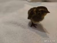 Quails — foto 5