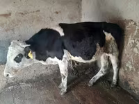 Byk, Russian Black pied cattle — zdjęcie 3