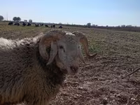 Beran, Ovce — foto 2