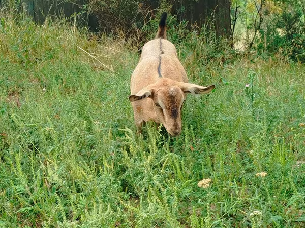 Chèvre, Saanen goat