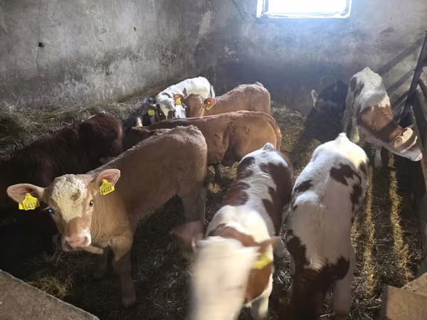 Bull, Simmental cattle
