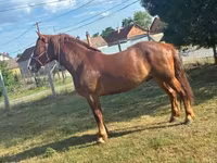 Égua, Cavalos — foto 3