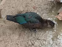 Muscovy domestica — foto 3
