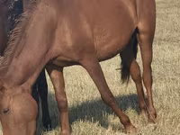 ม้าตัวเมีย, Horse breed — รูปภาพ 1