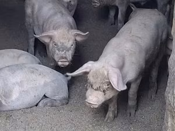 Prasnice, Prasata