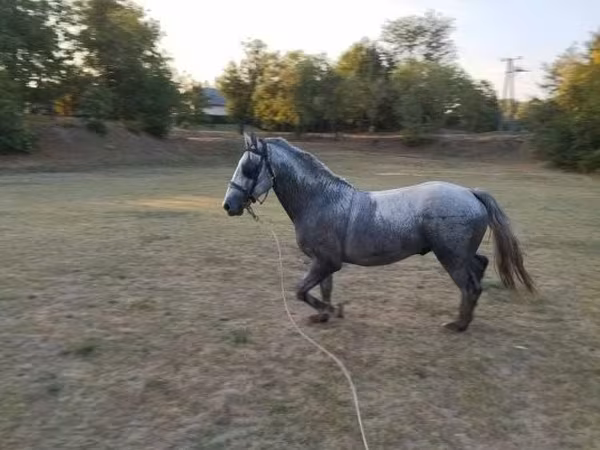 Koń, Lipizzaner