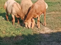 የጎትት አውራ በግ, Arashan sheep — ፎቶ 2