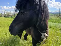 Cavalo, American shetland pony — foto 7