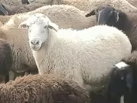 ஆண் ஆடு, ஆடுகள் — புகைப்படம் 1