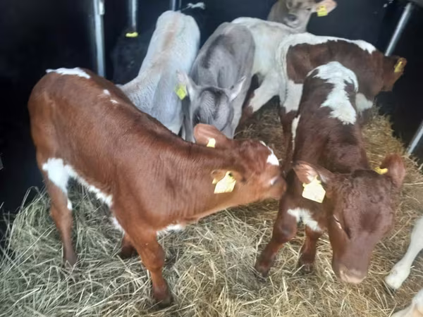 گاو نر, Simmental cattle